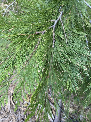 iNaturalist observation photo of California incense-cedar