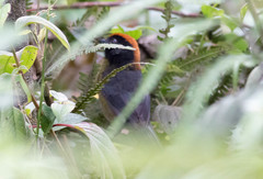 Atlapetes melanolaemus