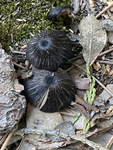 iNaturalist observation photo of Cyanula
