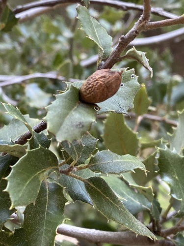 iNaturalist observation photo of canyon live oak