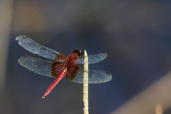 Erythrodiplax famula