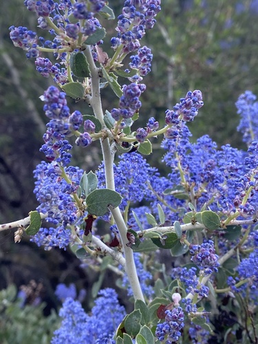 iNaturalist observation photo of chaparral whitethorn