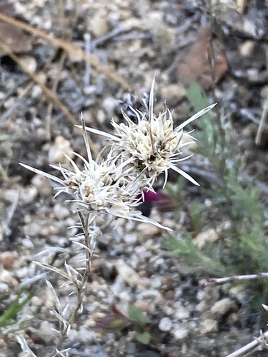 iNaturalist observation photo of giant woollystar