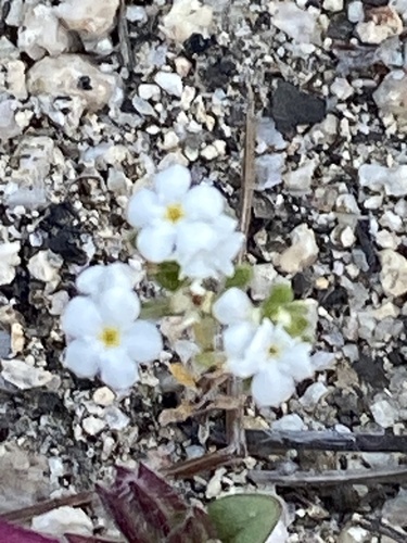 iNaturalist observation photo of Mountain Red-root Cryptantha