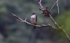 Microspizias collaris