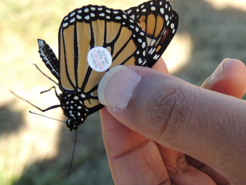 Monarch photographed in Kansas