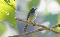 Pogonotriccus ophthalmicus