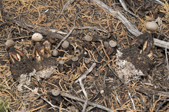Geastrum fornicatum