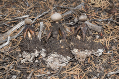 Geastrum fornicatum