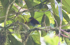 Chlorospingus flavigularis
