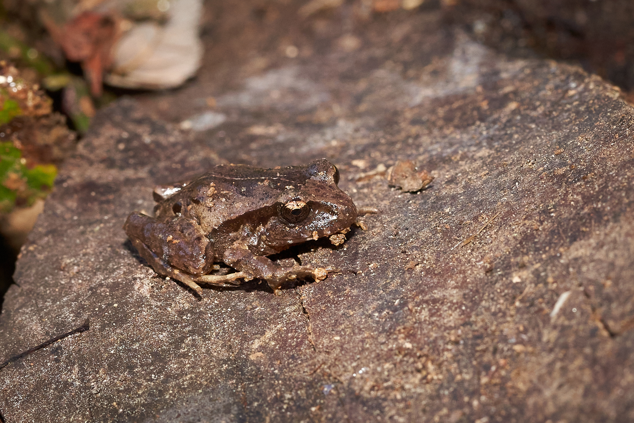 Eupsophus roseus (Duméril & Bibron, 1841)