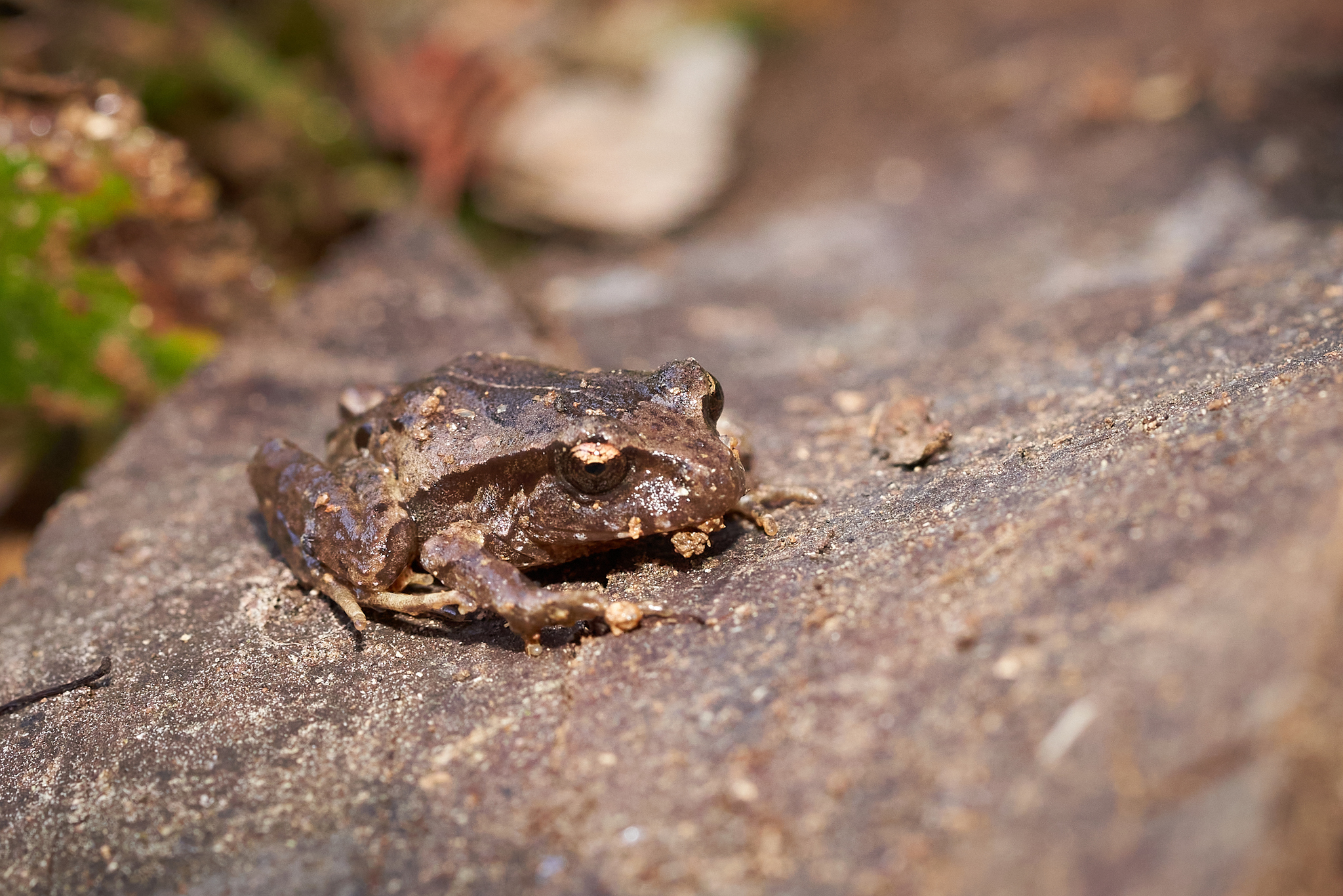 Eupsophus roseus (Duméril & Bibron, 1841)