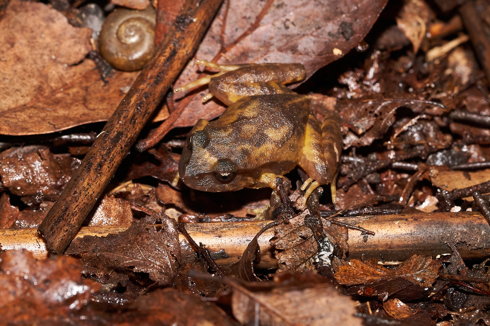 Eupsophus roseus (Duméril & Bibron, 1841)