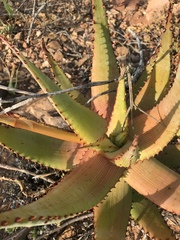 Aloe kamnelii