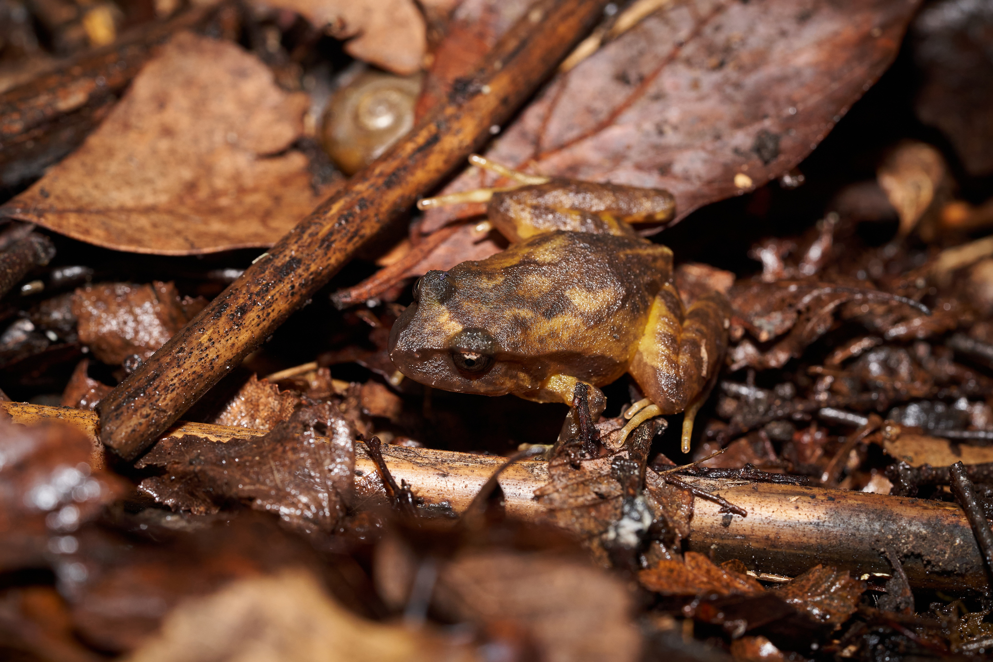 Eupsophus roseus (Duméril & Bibron, 1841)