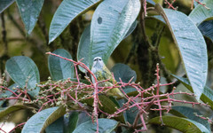 Ixothraupis punctata