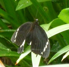 Papilio aegeus ormenus
