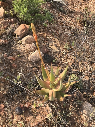 Aloe kamnelii