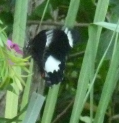 Papilio aegeus ormenus