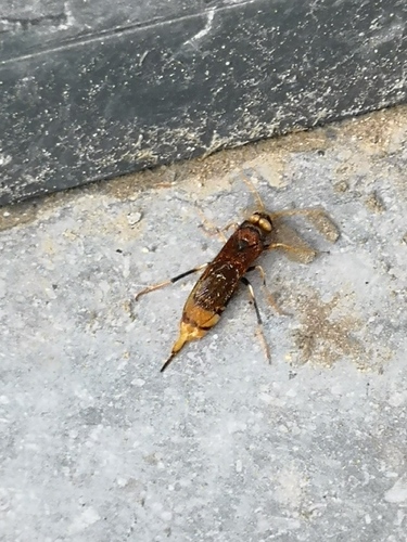 Divining Horntail