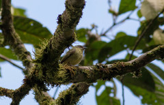 Phylloscartes parkeri
