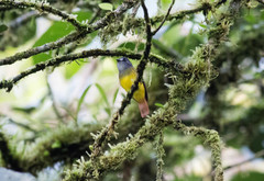 Myiotriccus ornatus