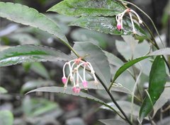 Ardisia hanceana