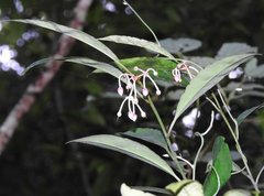 Ardisia hanceana