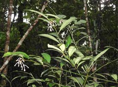 Ardisia hanceana