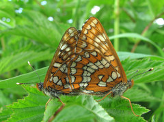 Euphydryas maturna