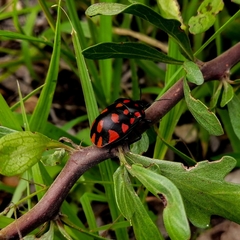 Pachycoris