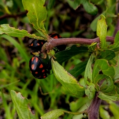 Pachycoris