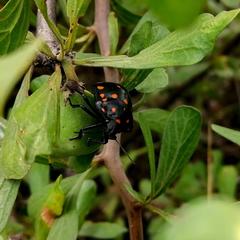 Pachycoris klugii
