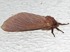 Oxycanus