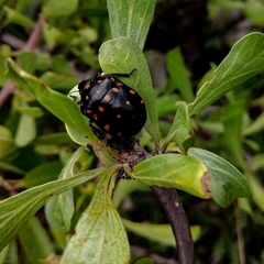 Pachycoris klugii