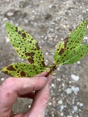 Lonicera involucrata