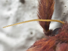Oxycanus