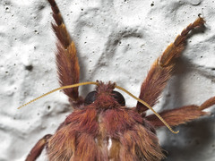 Oxycanus