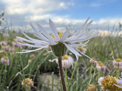 Early Bluetop Fleabane (Erigeron vetensis)