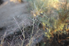 Muhlenbergia porteri
