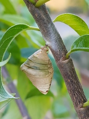 Charaxes brutus natalensis