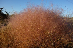Muhlenbergia porteri