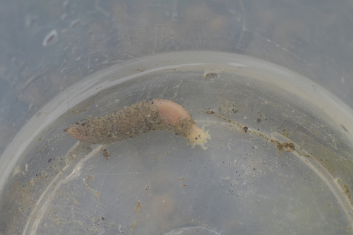 Leptosynapta observed 2025-05-24