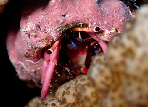 Calcinus haigae observed 2025-05-24