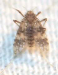 Psectrotanypus dyari