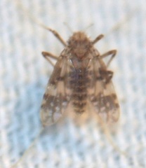 Psectrotanypus dyari