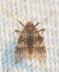 Psectrotanypus dyari