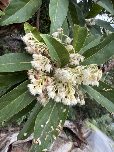 Elaeocarpus argenteus observed 2025-05-25