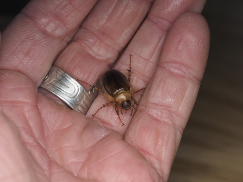 Phobetus comatus