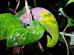 Calumma oshaughnessyi